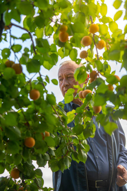 istock elderly man harvests in his garden 1263870126