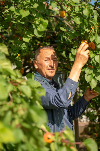 istock elderly man harvests in his garden 1263870138