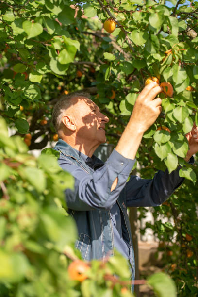 istock elderly man harvests in his garden 1263870154