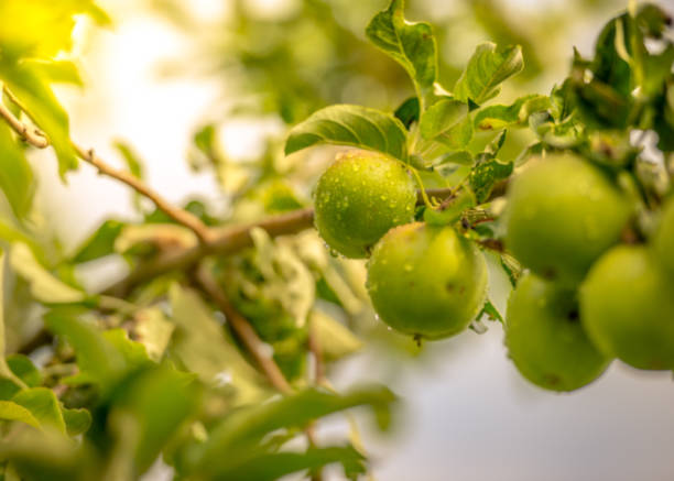 istock Beautiful apple tree on the peaceful garden 1263870183