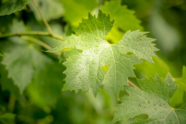 istock Green vineyard after the rain 1263870187