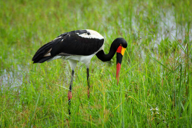 사냥 안장 청구 황새, 탄자니아 - saddle billed stork 뉴스 사진 이미지