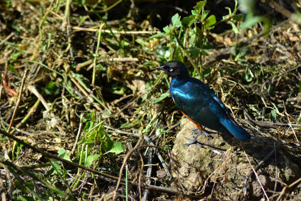 istock Superb Starling on the rock 1263871154