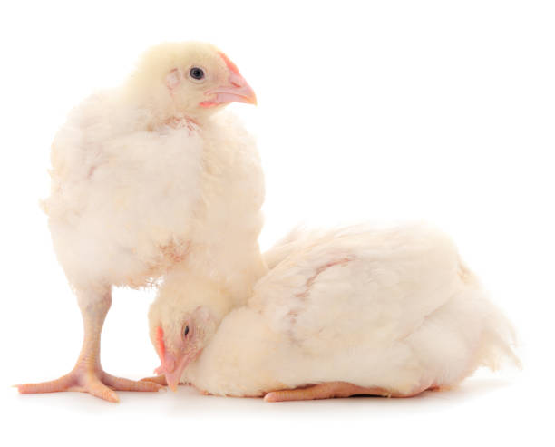 istock Two chicken or young broiler chickens. 1263873259