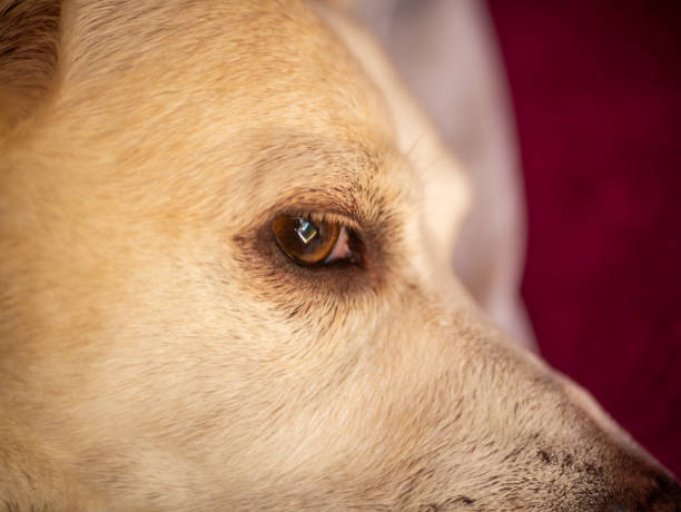 istock dog looking into the distance. 1263874017