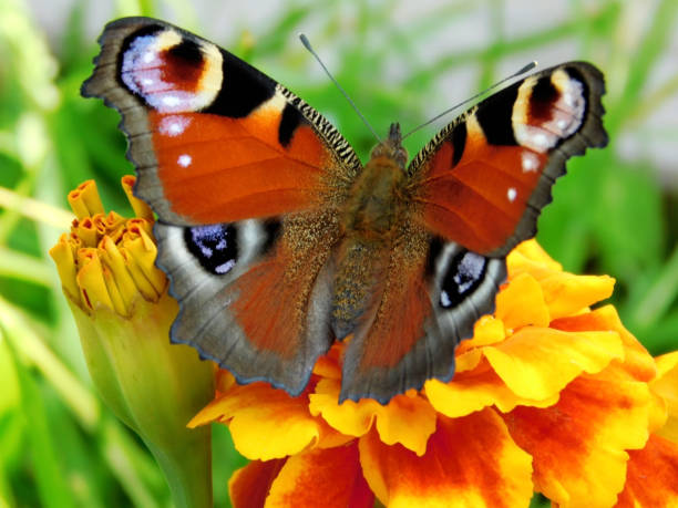 istock European Peacock butterfly on a marigold flower 1263874592