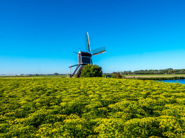 beautiful windmill landscape in a meadow of dill flowers in the Netherlands