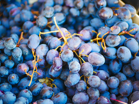 Bunch of blue grapes close up. High quality photo