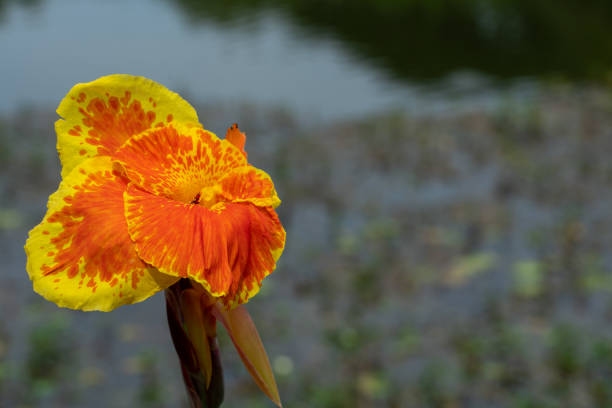 Orange and yellow flower on the sun with copy space