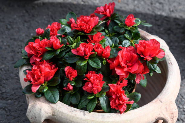 muchas flores rojas vívidas de azalea o planta de rhododendron en una olla de jardín en un soleado jardín japonés primavera, hermoso fondo floral al aire libre - leaf rhododendron summer spring fotografías e imágenes de stock