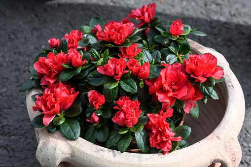 Many vivid red flowers of azalea or Rhododendron plant in a garden pot in a sunny spring Japanese garden, beautiful outdoor floral background