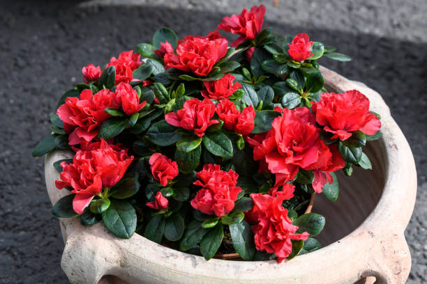 Many vivid red flowers of azalea or Rhododendron plant in a garden pot in a sunny spring Japanese garden, beautiful outdoor floral background Many vivid red flowers of azalea or Rhododendron plant in a garden pot in a sunny spring Japanese garden, beautiful outdoor floral background azalea photos stock pictures, royalty-free photos & images
