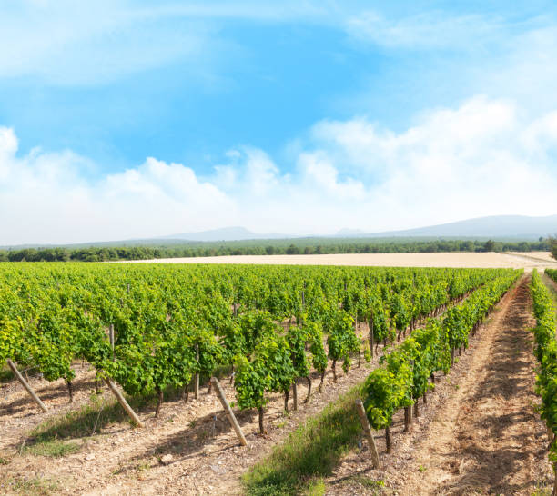 istock Landscape of vineyard 1263880377