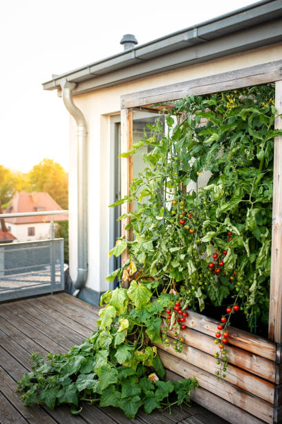 tomates et concombres dans un lit surélevé sur le balcon - vertical garden photos et images de collection