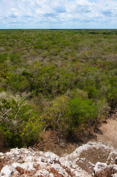 istock Seasonnally dry tropical forest 1263883193