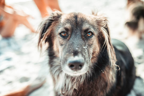 Close up of dog on the beach