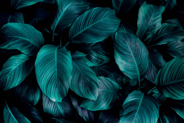 istock abstract green leaf texture, nature background, tropical leaf 1263884487