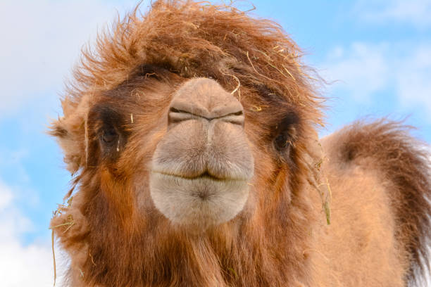 бактрийский верблюд смотрит прямо на нас - bactrian camel стоковые фото и изображения