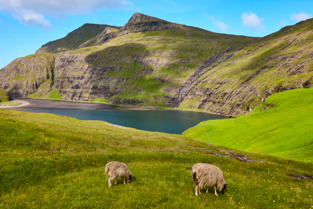 malerische grüne landschaft mit lämmern auf färöer-inseln. saksun - 3149 stock-fotos und bilder