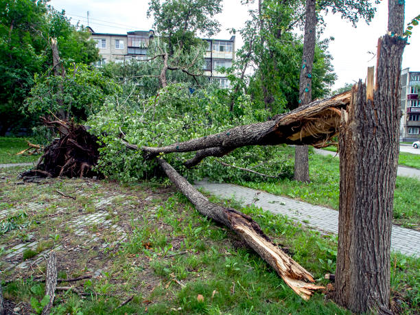 istock trunk of a broken tree during a strong wind in the city 1263887129