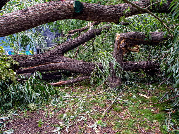 istock trunk of a broken tree during a strong wind in the city 1263887131
