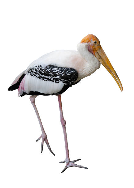 istock Lesser adjutant stork (Leptoptilos javanicus) isolated on white background. 1263887816