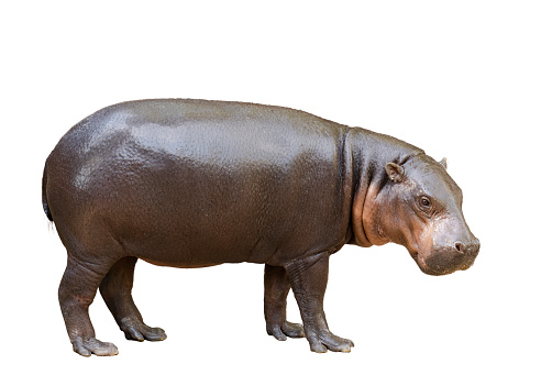 Young Hippopotamus on white background.