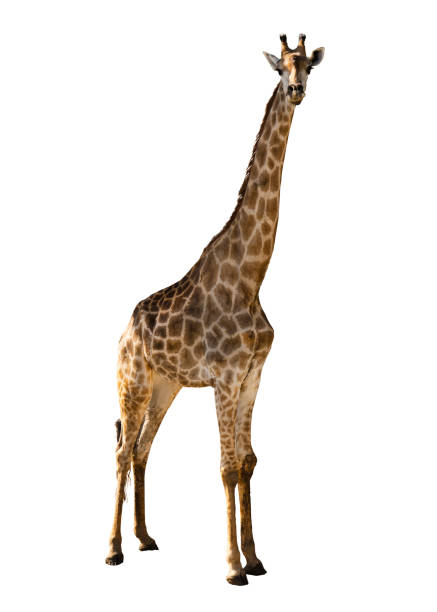 istock Young giraffe isolated on white background. 1263887870