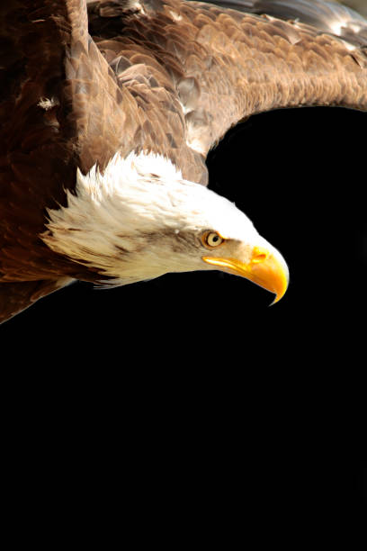 istock Detail of an American Bald Eagle in flight 1263889963