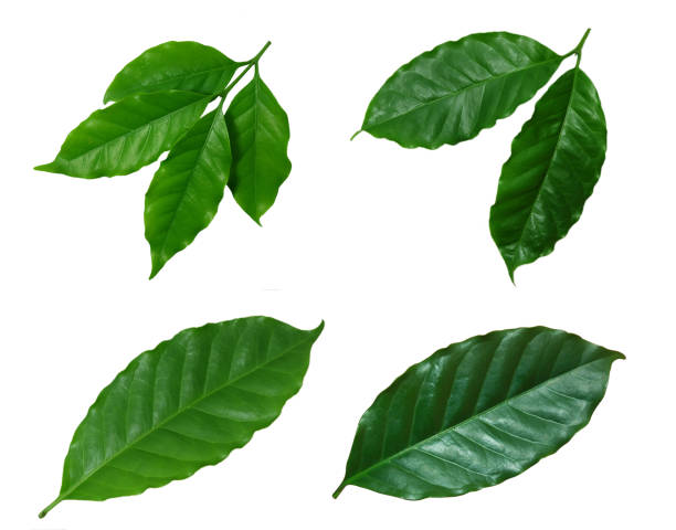 istock green​, Coffee leaves ​isolated on white​ background.​ 1263890385