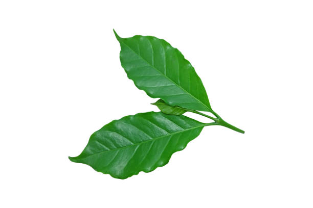istock green​, Coffee leaves ​isolated on white​ background.​ 1263890554
