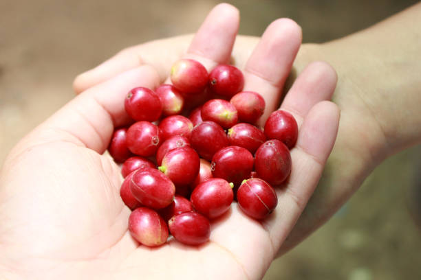 istock Coffee cherry​ is on the hand over the other hand, with​ hand. 1263891224
