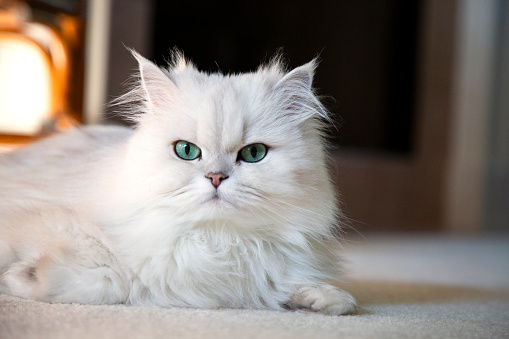 Gato persa blanco photo