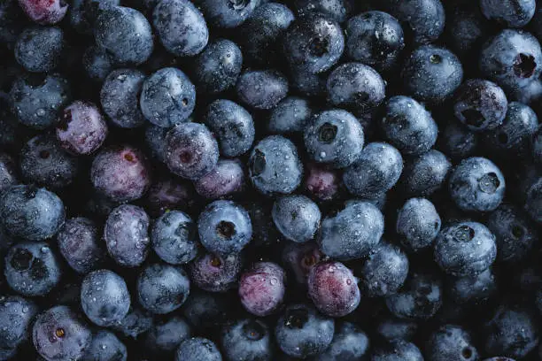 Full frame of fresh blueberries. Close-up of freshly picked juicy blueberries. Large collection of fresh blueberries.