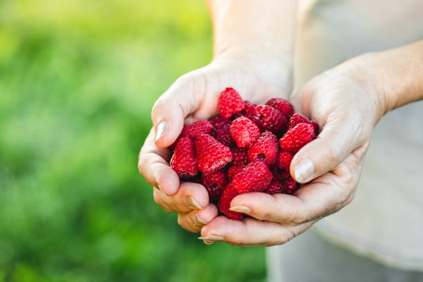 woman hands holding fresh red raspberries - women red fruit picking imagens e fotografias de stock