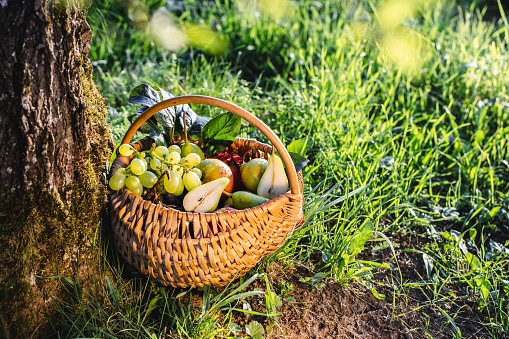 Shot of a wicker basket full of hand picked fruits. Tropical fruits in basket placed at the base of a tree in a farm.
