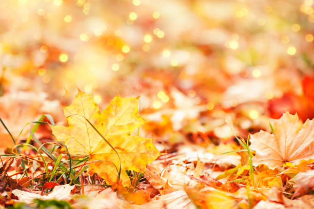 istock Autumn background with fallen maple leaves and grass on the sunset with bokeh lights 1263892712