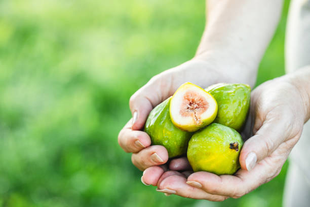 Close-up of a woman collecting fresh figs in her hands at garden. Female picking fresh figs.