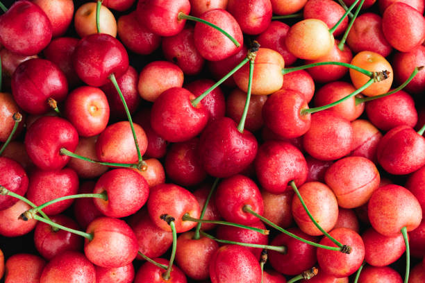 Full frame of bunch of ripe cherries with peduncles. Large collection of fresh red cherries.