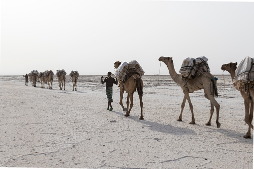 Danakil, Ethiopia, February 22 2015: Afar men are leading a camel caravan transporting salt blocks from the Danakil Desert to the nearest village