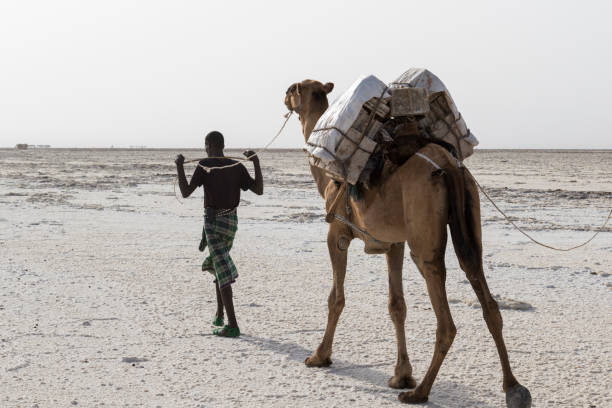 Afar Mann leads a camel through the salt desert, Ethiopia Danakil, Ethiopia, February 22 2015 : Afar men are leading a camel caravan transporting salt blocks from the Danakil Desert to the nearest village dallol ethiopia stock pictures, royalty-free photos & images