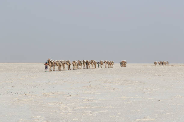 Camels transport blocks of salt in the Ethiopian desert stock photo