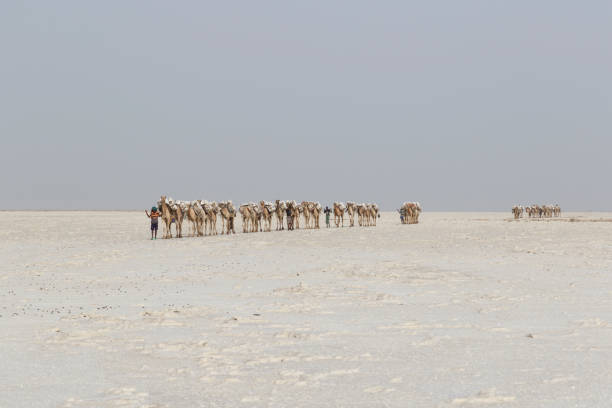 Camels transport blocks of salt in the Ethiopian desert Danakil, Ethiopia, February 22 2015: Camels carry salt blocks in the hot and inhospitable Danakil desert to the next village in Ethiopia dallol ethiopia stock pictures, royalty-free photos & images