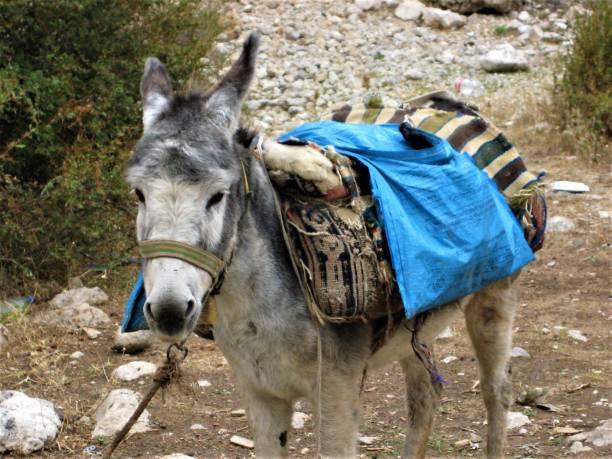 istock Gray donkey with half empty panniers on the back 1263894477