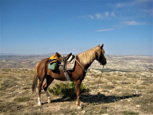 istock Horse with a saddle looks from the mountain over the plain 1263894484