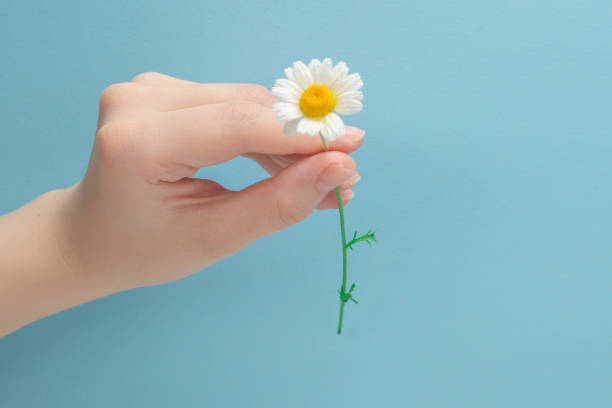 istock Little Daisie in woman hand on a blue 1263894653