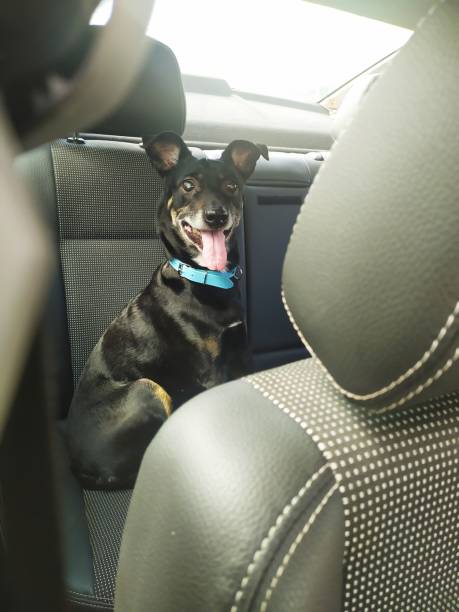 istock Pinscher dog inside a car 1263895764