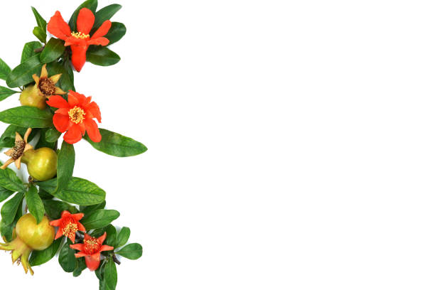 pomegranate flower and green leaves on white isolated background