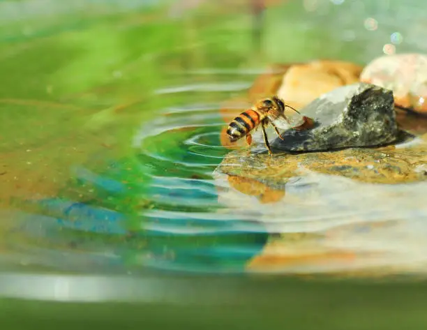 Honey bee dips a foot in the water causes a ripple