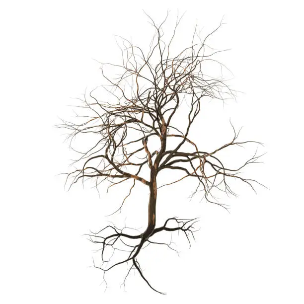 Photo of leafless tree with branches, twigs and exposed roots